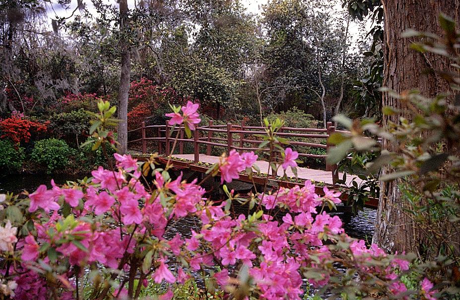 Magnolia Gardens