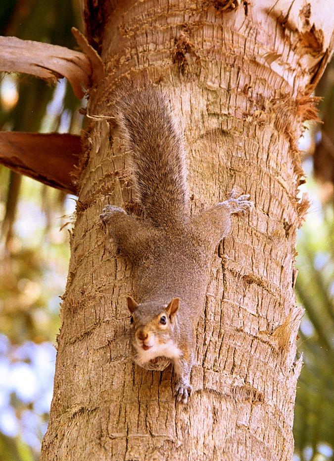 Squirrel am Campingplatz Gainsville