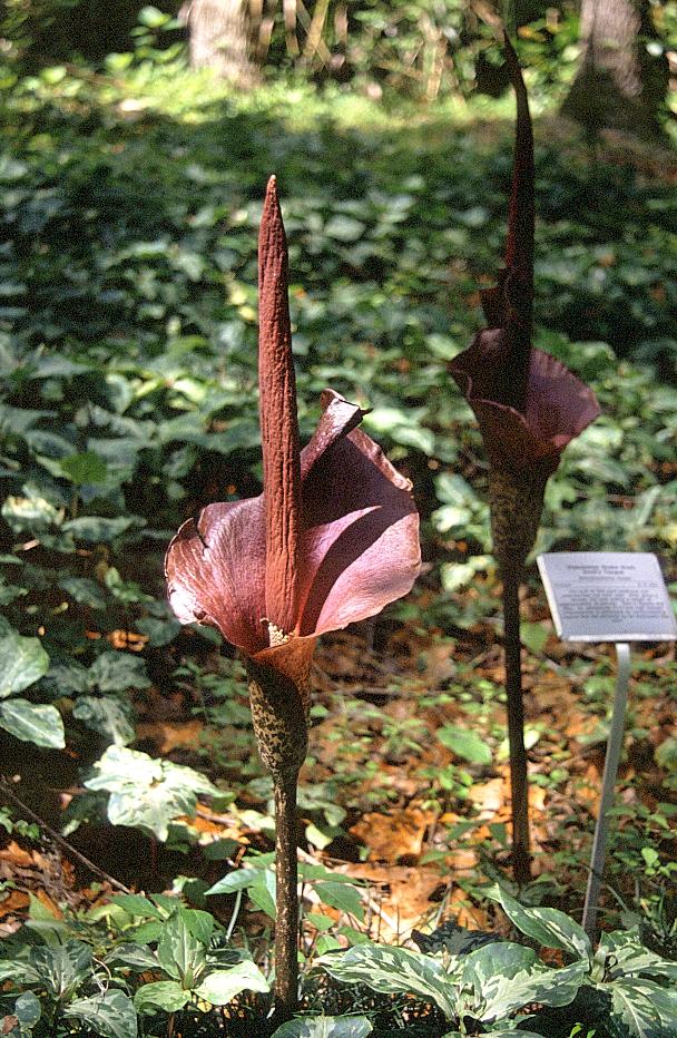 Teufelszungen in den Kanapaha Gardens