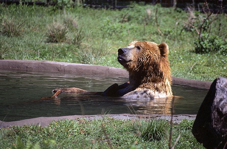 Bär in Silver Springs