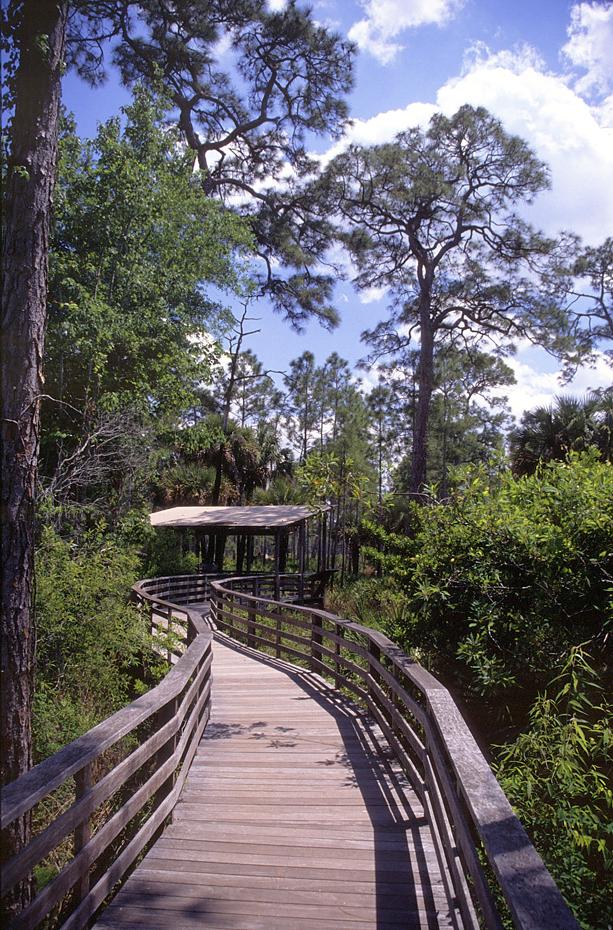 Bohlenweg im Corkscrew Swamp