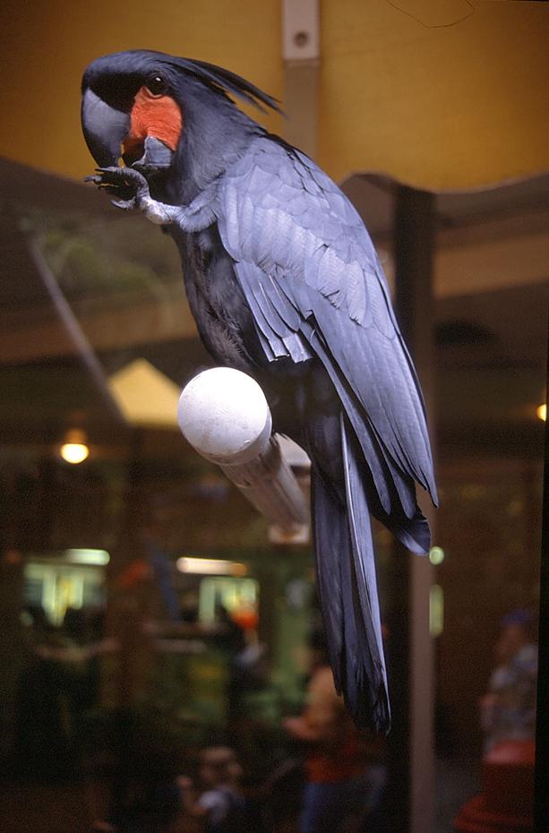 Papagei im Parrot Jungle