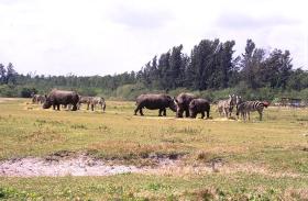 Lion Country Safari Park