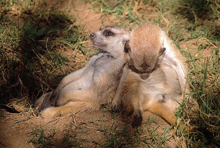 Erdmännchen vom Schlaf überfraut, San Diego Wild Animal Park