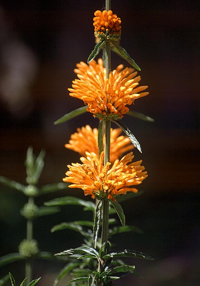 Blume im San Diego Metro Zoo