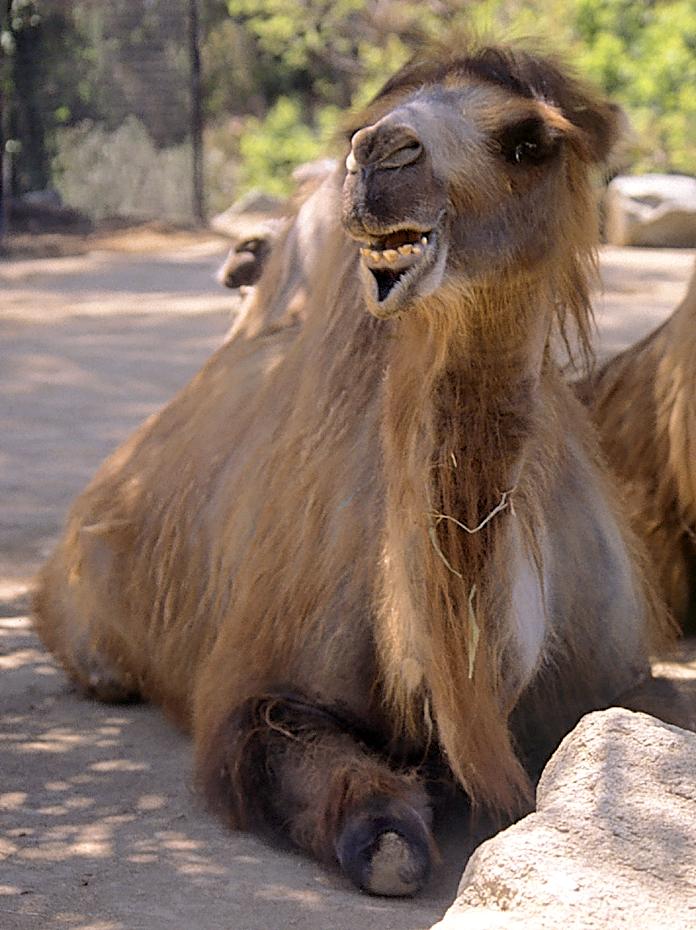 Höckertier im San Diego Metro Zoo
