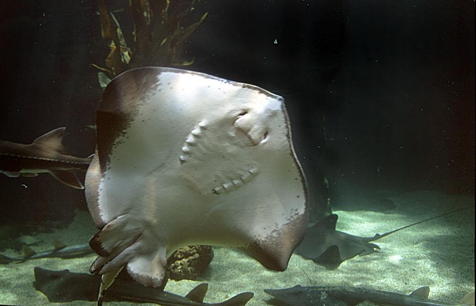 Rochen, Seaworld San Diego