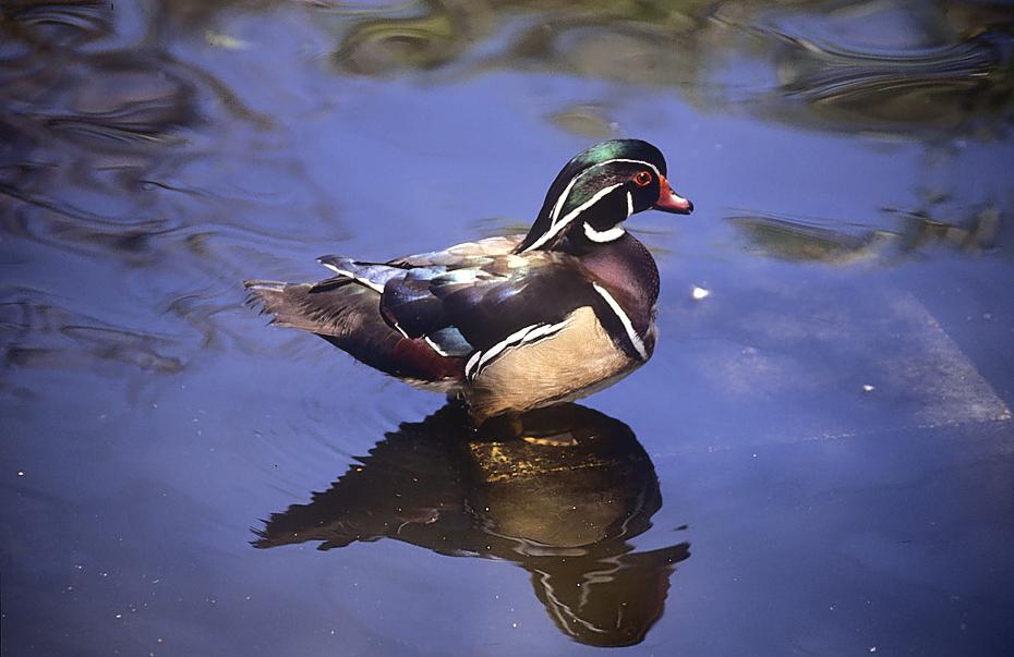 Ente im Flamingo Garden