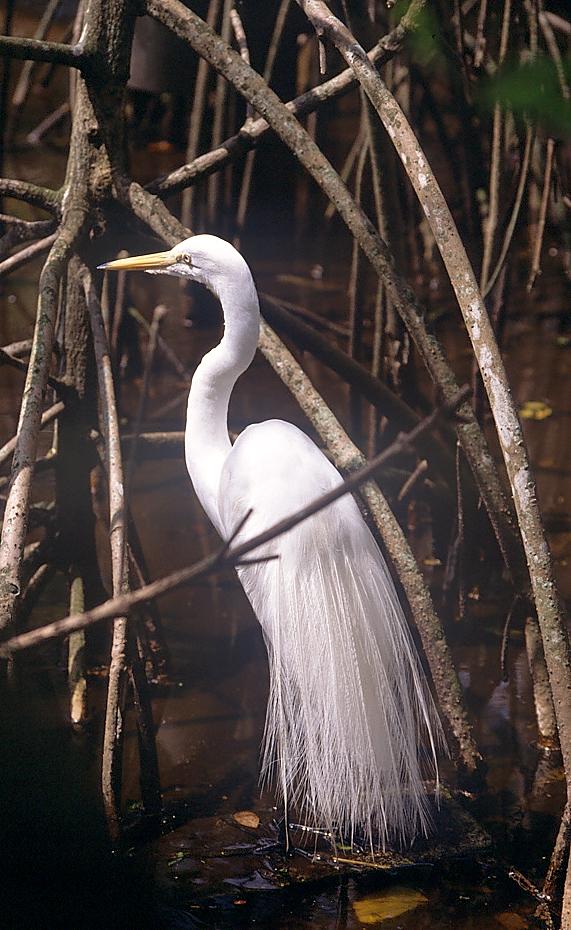 Vogel im Flamingo Garden