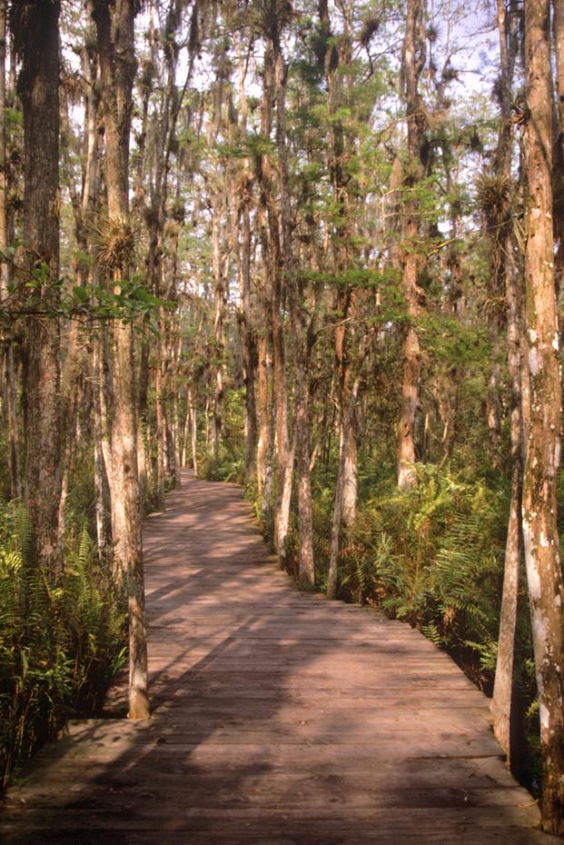 Bohlenweg im Loxahatchee National Wildlife Refuge