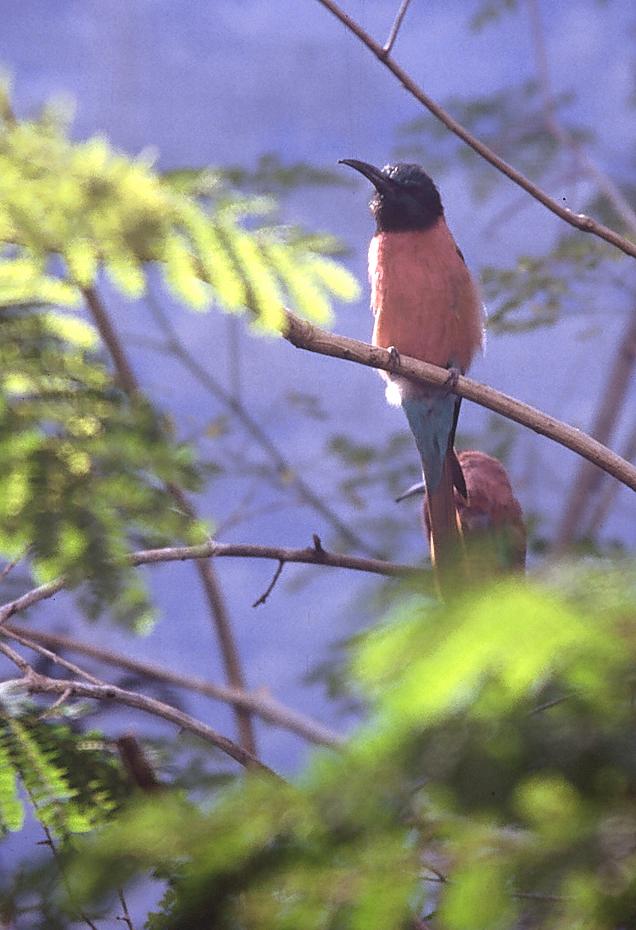 Vogel im Columbia Zoo