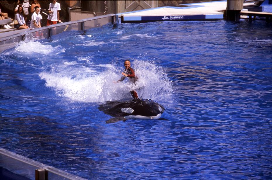 Killerwalshow in Seaworld