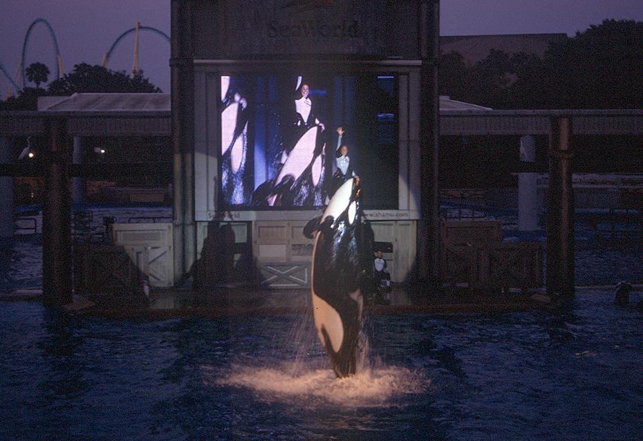 Shamu Rocks America (Seaworld)