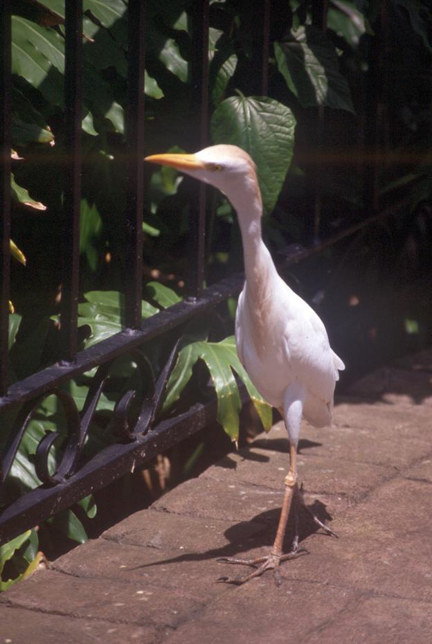 neugieriger Vogel in Cypress Garden