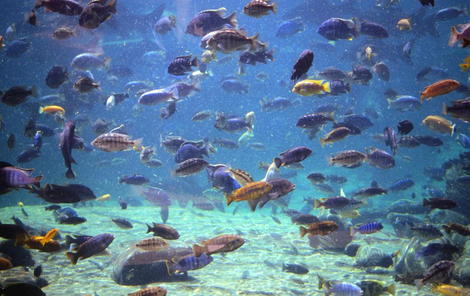 Fische so weit das Auge blickt in Bush Garden