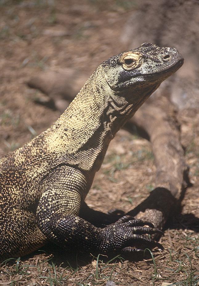 noch ein Varan im Lowry Park Zoo