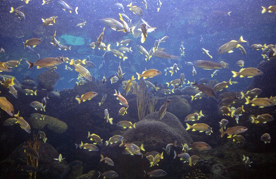 viele Fische im Florida Aquarium