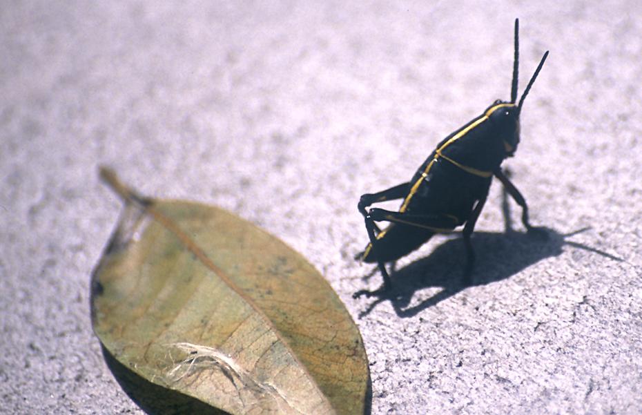 Grashüpfer in den Everglades