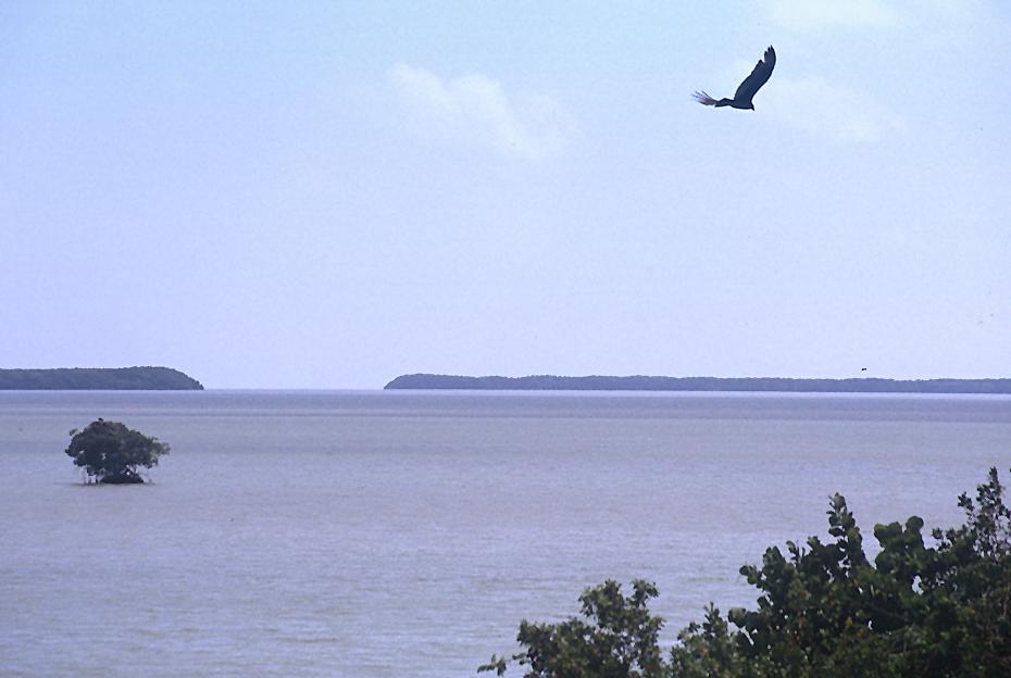 Blick von Flamingo (Everglades)