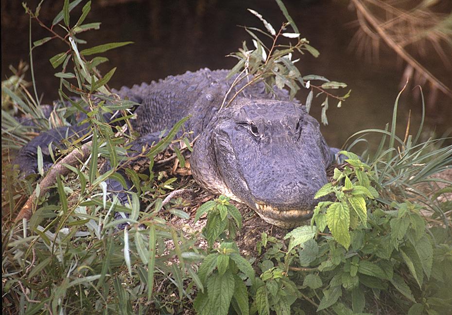 Aligator in den Everglades