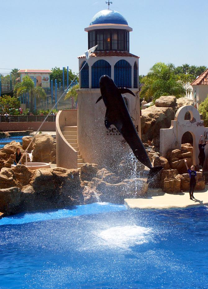Delphin in Seaworld