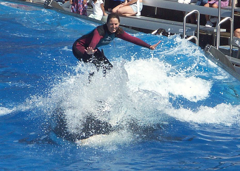 Surfen auf Shamu
