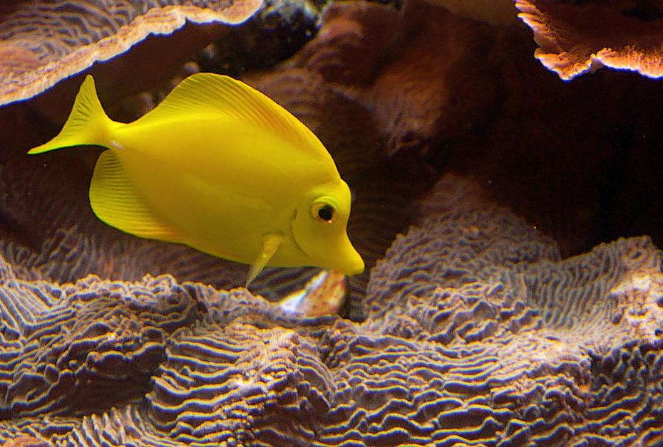 Fisch im Monterey Aquarium
