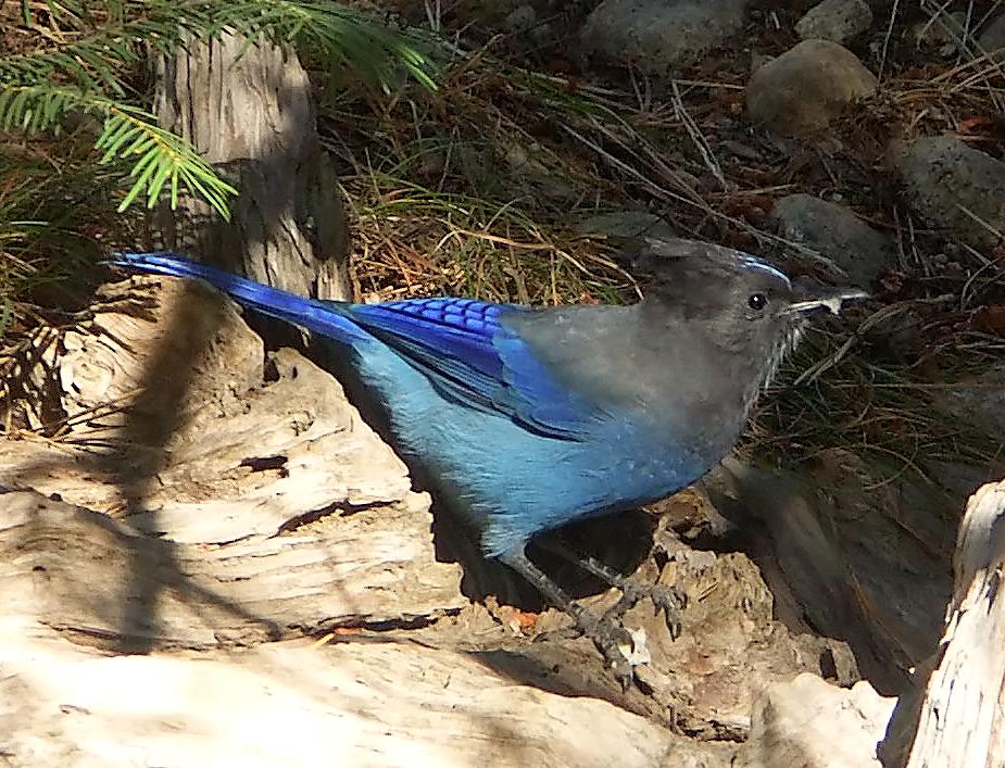 Stellars Jay am Campingplatz beim Lake Tahoe