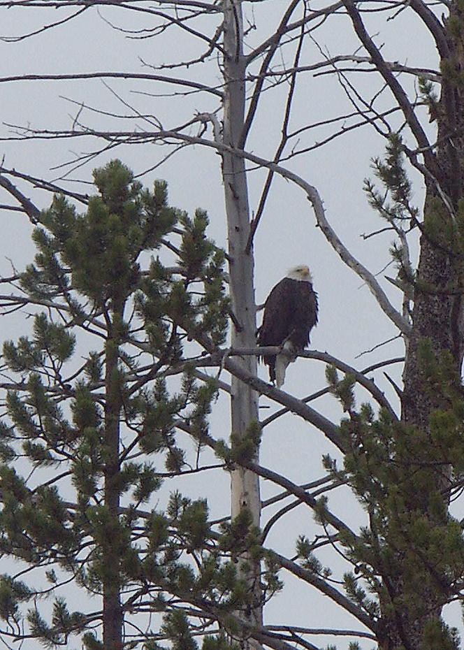 Weißkopfadler im Yellowstone NP