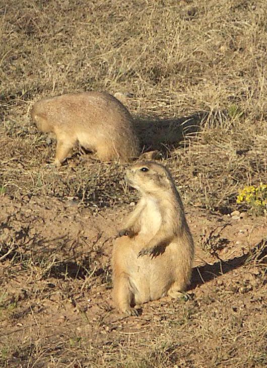 Schwarz Schwanz Prärie Hunde im Devils Tower NM