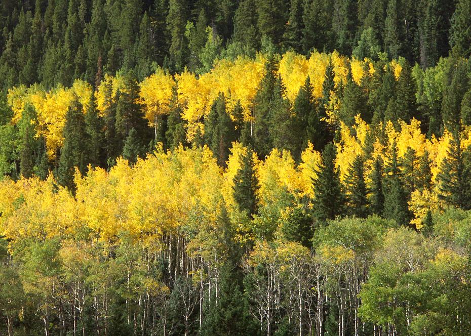 Herbst im Rocky Mtn NP
