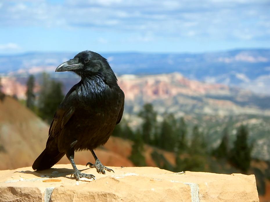 Rabe im Bryce NP