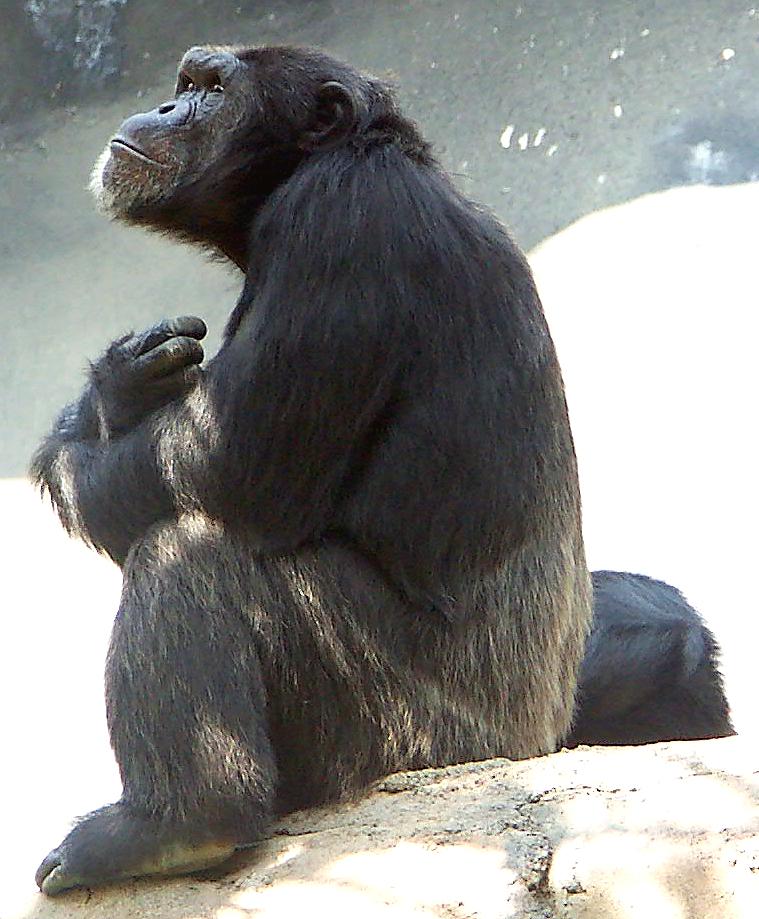Schimpanse beim Grübeln (LA Zoo)
