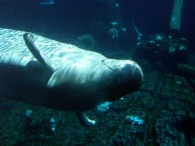 Belugawal in Seaworld