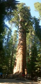 General Sherman im Sequoia NP