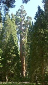 General Grant im Sequoia NP