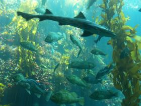 Monterey Aquarium