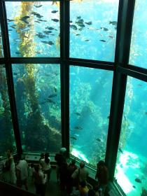 Monterey Aquarium