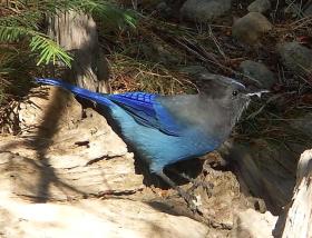 Stellars Jay am Campingplatz beim Lake Tahoe
