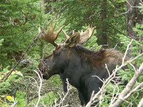 Elch im Yellowstone NP