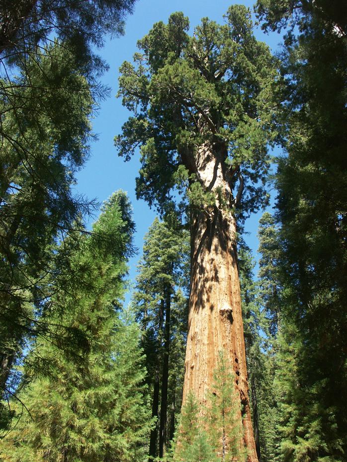 Sequoie, Sequoia NP