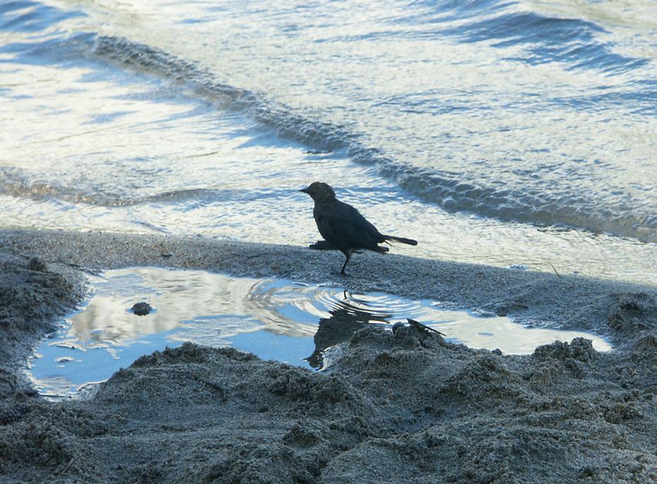 Vogel im Tenaya Lake, Yosemite NP