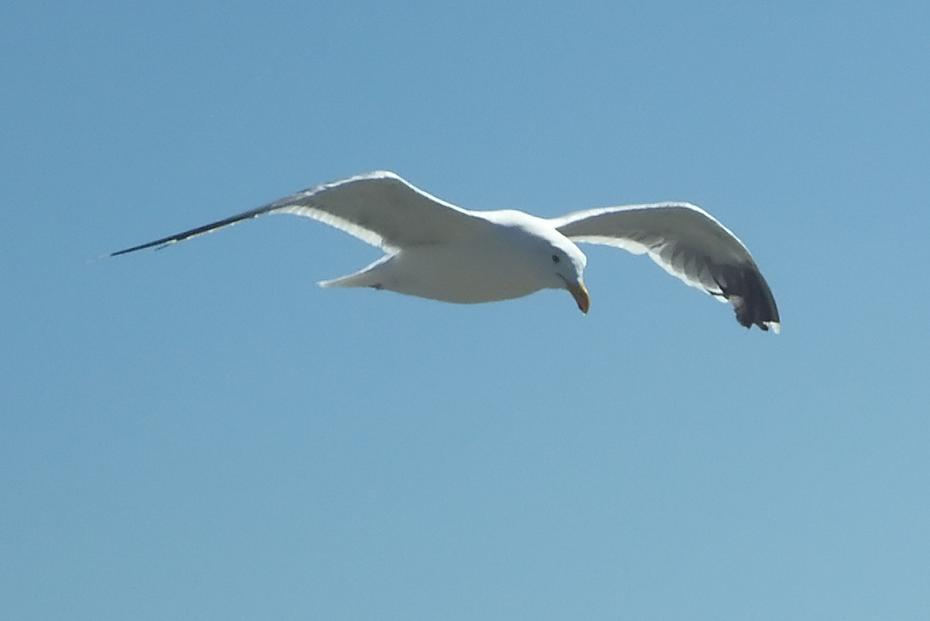 Möve im freien Flug an der Oregon coast