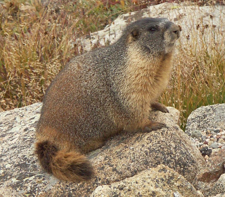 Murmeltier, Rocky Mtn NP
