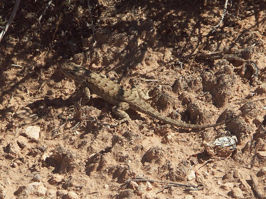 Eidechse im Canyonlands NP