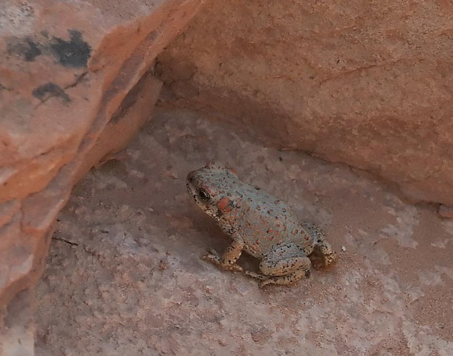 Frosch beim Navajo Arch, Arches NP