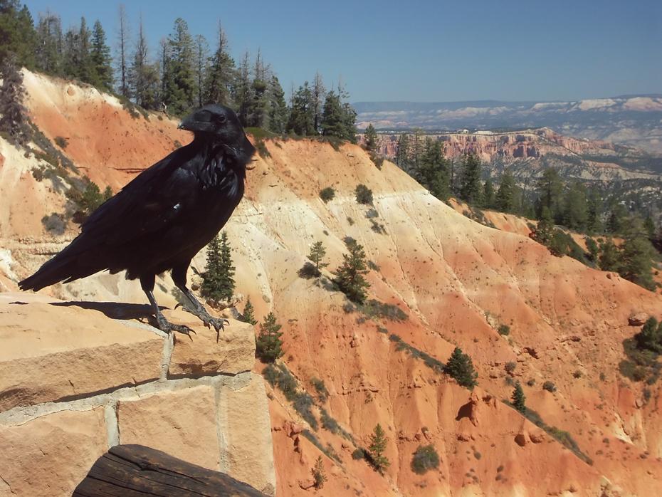 Rabe, Bryce Canyon NP