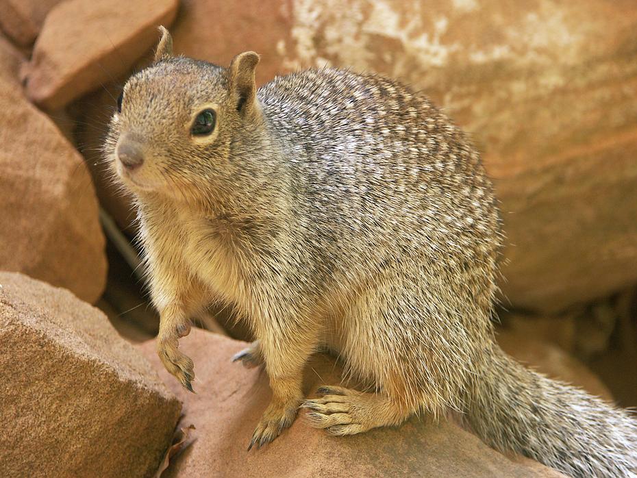 Squirrel, Zion NP