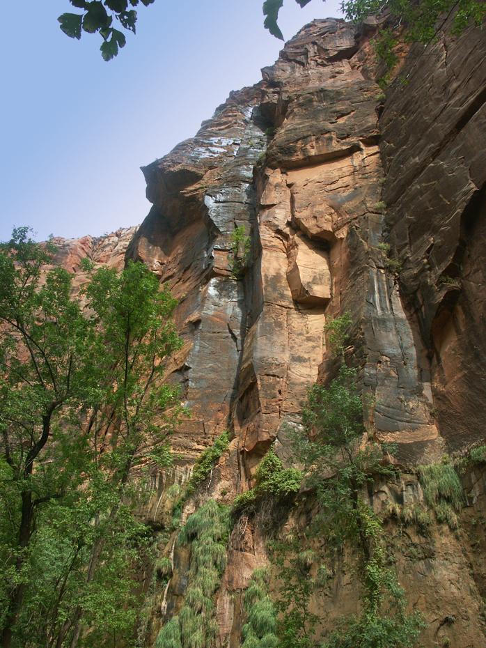 Felsbewuchs, Zion NP