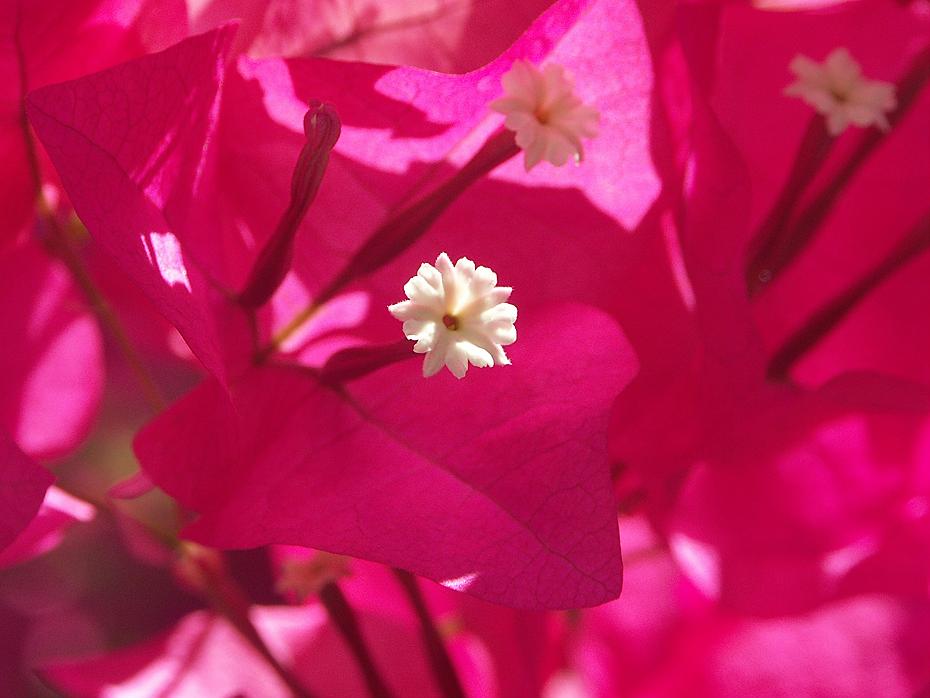 Blumen in meinem Motel, Palm Springs